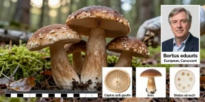 photo de champignons comestibles