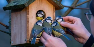 où dorment les mésanges la nuit